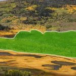 Pando: Sinh vật lớn nhất Trái Đất đang dần bị ăn thịt avatar1737957275596 1737957276097996594835 0 56 315 560 crop 17379573171931195975989jpg