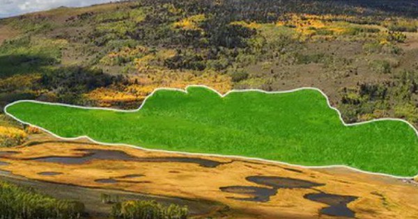 Pando: Sinh vật lớn nhất Trái Đất đang dần bị ăn thịt avatar1737957275596 1737957276097996594835 0 56 315 560 crop 17379573171931195975989jpg