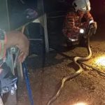 "Khách xông nhà" năm Ất Tỵ đỉnh nhất xuất hiện: Rắn hổ mang bò vào tận nhà người dân đúng khoảnh khắc sắp giao thừa avatar1738150247928 17381502487371815384109 35 0 573 860 crop 173815026257710600505jpg