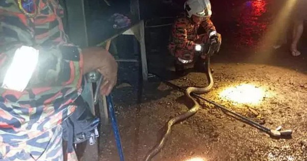 "Khách xông nhà" năm Ất Tỵ đỉnh nhất xuất hiện: Rắn hổ mang bò vào tận nhà người dân đúng khoảnh khắc sắp giao thừa avatar1738150247928 17381502487371815384109 35 0 573 860 crop 173815026257710600505jpg