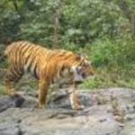 Đang làm trong trang trại, người phụ nữ bị hổ dữ vồ tử vong avatar1738373031584 1738373032534259862090 0 11 315 515 crop 1738373042946164485528jpg