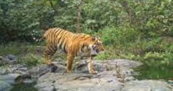 Đang làm trong trang trại, người phụ nữ bị hổ dữ vồ tử vong avatar1738373031584 1738373032534259862090 0 11 315 515 crop 1738373042946164485528jpg