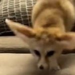 Người đàn ông cứu được con mèo đã kinh ngạc khi biết sự thật về sinh vật này avatar1738818648160 1738818648488101665800 0 76 315 580 crop 17388186556611229887030jpg