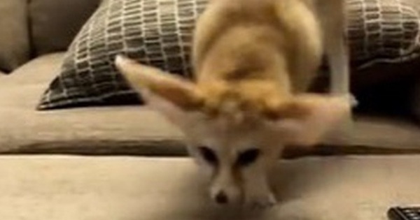 Người đàn ông cứu được con mèo đã kinh ngạc khi biết sự thật về sinh vật này avatar1738818648160 1738818648488101665800 0 76 315 580 crop 17388186556611229887030jpg