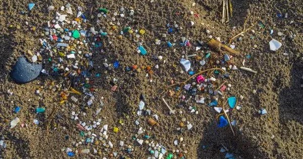 99% mẫu hải sản tại Mỹ bị nhiễm vi nhựa, gây lo ngại về an toàn thực phẩm avatar1739071322273 1739071322517240270391jpg