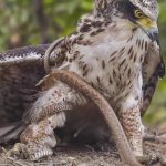 Bí ẩn về loài chim "sát thủ" đến rắn độc cũng phải dè chừng avatar1739161028312 17391610285491305699656 0 0 314 600 crop 17391611161391013796644jpg