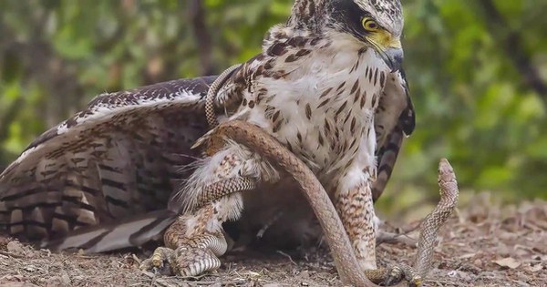 Bí ẩn về loài chim "sát thủ" đến rắn độc cũng phải dè chừng avatar1739161028312 17391610285491305699656 0 0 314 600 crop 17391611161391013796644jpg