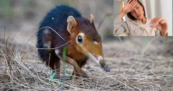 Cảnh báo loại virus mới có thể lây truyền từ chuột gây chết người avatar1739236895320 17392368960061803540079png