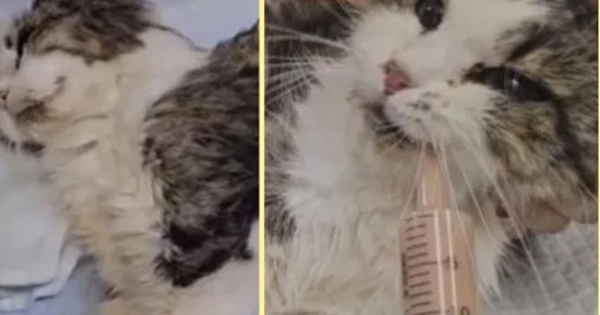 Kỳ tích sống sót của chú mèo bị nhốt 1 tháng ở nơi nóng như thiêu, không đồ ăn avatar1739250215315 17392502157141167557013 0 0 271 434 crop 1739250236905785996554jpeg