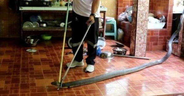 Đang ăn cơm, người phụ nữ sợ hãi bỏ chạy khi thấy rắn hổ mang chúa dài 4 mét avatar1739674750443 1739674750687785268559 0 32 315 536 crop 1739674772510431981588jpg