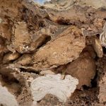 Quái thú 66 triệu tuổi "làm rung chuyển cổ sinh vật học" avatar1739689299987 17396893005521595066916jpg