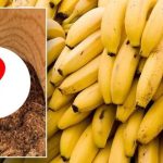 Siêu thị tá hỏa vì sinh vật có độc trong những nải chuối chín, chuyên gia: "Lần đầu tôi gặp cảnh này" avatar1739781201400 17397812017182010901876 0 0 404 646 crop 17397812238951866404579jpg