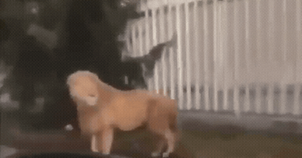 Sư tử xổng chuồng đi dạo trên phố nhưng vẫn tuân thủ luật giao thông avatar1739863327522 173986332797694470163gifpng