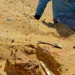 “Kẻ soán ngôi khủng long” lộ diện giữa lãnh địa kim tự tháp avatar1739950213033 17399502133711719958214 0 49 315 553 crop 17399502339012119501613jpg