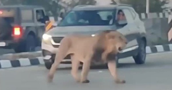 Thót tim khoảnh khắc sư tử bất ngờ xuất hiện trên đường avatar1740026740571 1740026740815887140642 0 0 314 600 crop 1740026852831131176779jpg