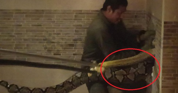 Người đàn ông tay không bắt sống "quái thú" dài 6m ẩn nấp trong nhà vệ sinh avatar1740129760035 17401297603701484435615 0 0 315 504 crop 1740129774858460763340jpg