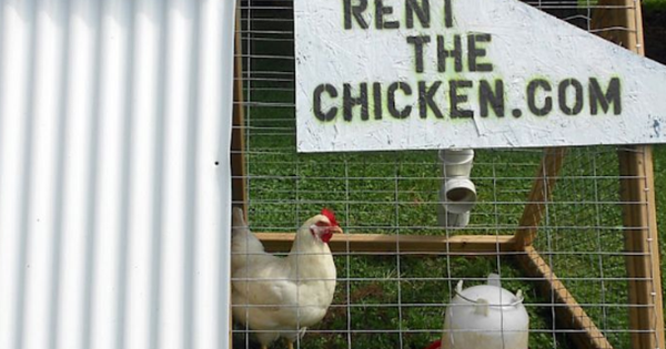 Trứng quý như vàng, dịch vụ cho thuê gà đẻ nở rộ tại Mỹ avatar1740133032519 17401330327581452767725 0 210 568 1119 crop 1740133066378722666328png