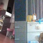 Bí mật lắp camera, chủ nhà sốc nặng khi thấy hành động của giúp việc avatar1740203870849 17402038711212033596284 0 77 315 581 crop 174020388996442760211jpg