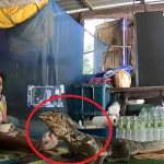 Đang ăn cơm, cụ bà hốt hoảng thấy con vật "đáng sợ" chạy vào nhà avatar1740276258276 1740276259063976799589 0 6 315 510 crop 1740276276631109765616png