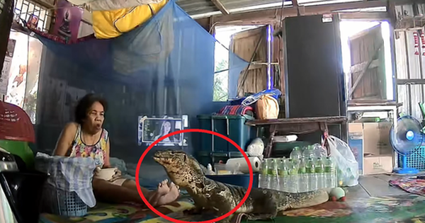 Đang ăn cơm, cụ bà hốt hoảng thấy con vật "đáng sợ" chạy vào nhà avatar1740276258276 1740276259063976799589 0 6 315 510 crop 1740276276631109765616png