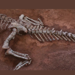 “Quái vật ngủ” dài 10 m ở Trung Quốc là một loài mới avatar1740296703824 1740296704251905885387png