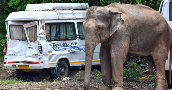 Đi hái hạt điều, 2 vợ chồng bị voi dữ giẫm tử vong avatar1740399164194 1740399165065587456284 0 83 315 587 crop 17403991813981218155640png