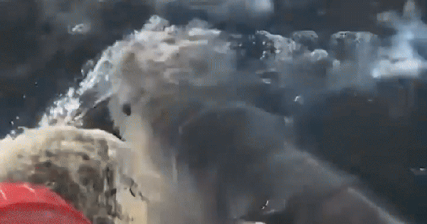 Đi câu, người đàn ông bị cá mập kéo xuống biển: Nhân chứng kể lại 1 chi tiết ám ảnh avatar1740462959086 1740462959368591339116 111 0 559 716 crop 17404629824841700840222gifpng