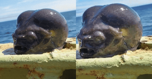 Chấn động sinh vật kì dị được ngư dân vớt lên từ đáy biển: Là dấu vết của người ngoài hành tinh? avatar1740631364850 1740631365137937169986gifpng