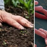 Bùng phát vi khuẩn ăn thịt người ở Australia, 14 người tử vong avatar1740646125448 17406461256891277324303jpg