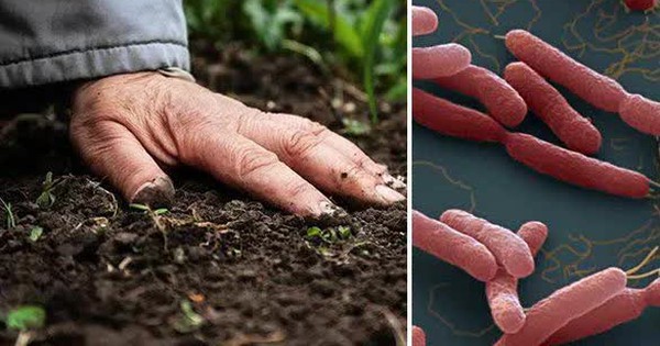 Bùng phát vi khuẩn ăn thịt người ở Australia, 14 người tử vong avatar1740646125448 17406461256891277324303jpg