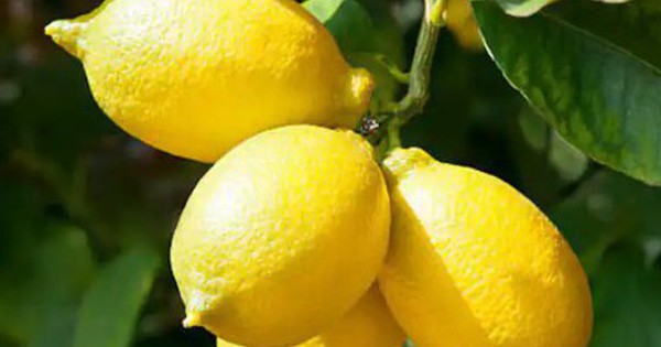 Một quả chanh vừa được bán với giá 3,8 tỷ đồng avatar1740793499572 17407934998531568183275 0 17 315 521 crop 1740793560233329308965jpg