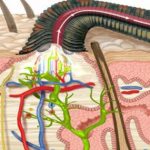 Sự thật kinh hoàng về đỉa ký sinh trong cơ thể: Chúng có thể sống bao lâu trong dạ dày của con người? avatar1740834501113 174083450148926286875 0 28 315 532 crop 17408345301581494135882jpg