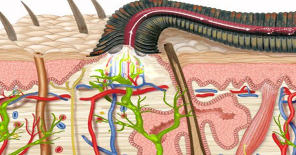 Sự thật kinh hoàng về đỉa ký sinh trong cơ thể: Chúng có thể sống bao lâu trong dạ dày của con người? avatar1740834501113 174083450148926286875 0 28 315 532 crop 17408345301581494135882jpg