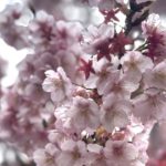 Nhật Bản bước vào mùa hoa Anh Đào 2025 với nỗi lo biến đổi khí hậu avatar1740915382476 1740915382715661347828 0 125 267 552 crop 17409154273361859379687jpg