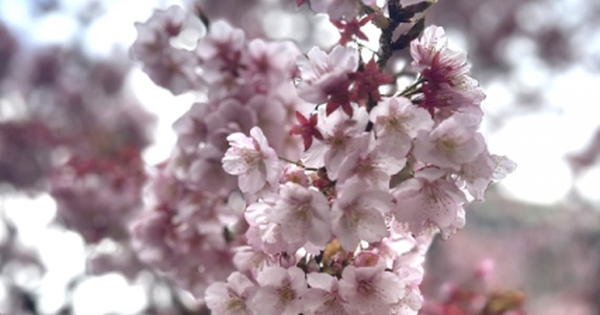 Nhật Bản bước vào mùa hoa Anh Đào 2025 với nỗi lo biến đổi khí hậu avatar1740915382476 1740915382715661347828 0 125 267 552 crop 17409154273361859379687jpg