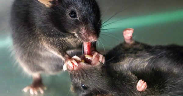 Các nhà khoa học đã rất ngạc nhiên khi phát hiện ra rằng những con chuột cố gắng thực hiện 'sơ cứu' và cố gắng hồi sinh người bạn đồng hành bất tỉnh của chúng avatar1740915783245 17409157834451736260603 0 35 315 539 crop 17409157901221673779245jpg