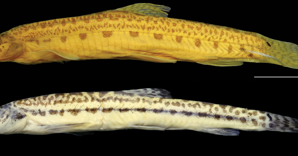 Báu vật hiếm có: Thế giới vừa tìm thấy loài vật hoàn toàn mới, cực kỳ quý giá, chỉ 1 nước có avatar1741068227494 17410682277461268060353png