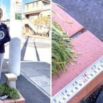 Độc lạ công viên chỉ rộng bằng 4 tờ giấy avatar1741073995118 17410739953631141299047jpg