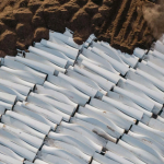 "Nghĩa địa" độc nhất vô nhị ở Mỹ, chứa hơn 4.000 "khúc xương trắng" khổng lồ: Cả thế kỷ vẫn còn nguyên avatar1741239556600 17412395572031839193854png