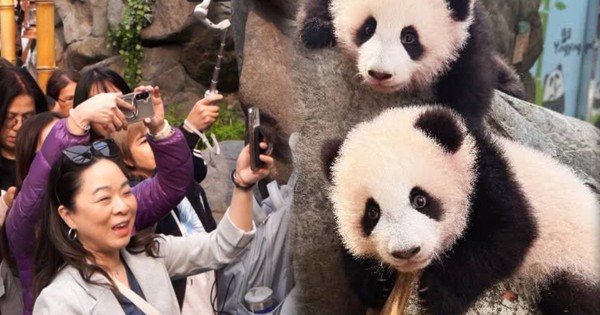 Hàng dài du khách xếp hàng, hào hứng được ghé thăm cặp gấu trúc song sinh siêu đáng yêu ở Hồng Kông (Trung Quốc) avatar1741253418600 1741253418767268450621jpg