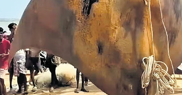 Bắt con cá nặng 1.080 kg đem bán lấy 16 triệu đồng, nhóm ngư dân nhận kết đắng avatar1741423812266 17414238125211849931019 0 27 315 531 crop 17414238297501439180413png