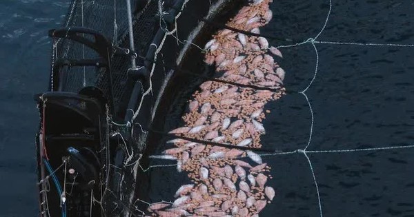 Australia: Hơn một triệu con cá hồi bị tiêu hủy sau vụ chết hàng loạt chưa từng có avatar1741432051033 17414320513641646173895jpg