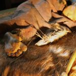 Ngôi mộ 28.000 năm chôn cất người lai giữa 2 loài avatar1741510640624 1741510640881869866603jpg