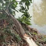 Người đàn ông 37 tuổi gặp nạn tử vong trong khi hái xoài avatar1741607917427 1741607918029508873004 0 48 315 552 crop 1741608016146207476390png