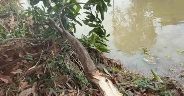 Người đàn ông 37 tuổi gặp nạn tử vong trong khi hái xoài avatar1741607917427 1741607918029508873004 0 48 315 552 crop 1741608016146207476390png