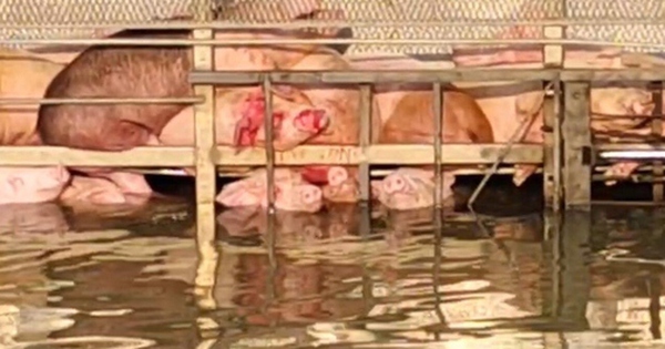 Xe tải chở lợn lao xuống kênh nước, gần 100 con chết đuối avatar1741618485746 17416184859392022058841 0 46 315 550 crop 17416185873084325014jpg