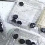 Khóc thét khi mua hàng qua livestream: Mở 8 hộp việt quất chỉ thấy 40 quả avatar1741827517678 17418275180461469614204 0 0 269 429 crop 17418275701562010941629jpg