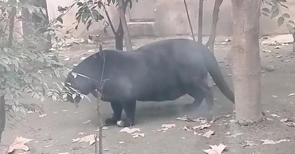 Báo đen "bụng phệ" gây xôn xao mạng xã hội avatar1741837932418 1741837932621837971173 0 0 314 600 crop 17418380535431983671654jpg