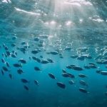 Báo động nhiệt độ bề mặt đại dương cao đột biến avatar1741920271933 174192027229753131564jpg