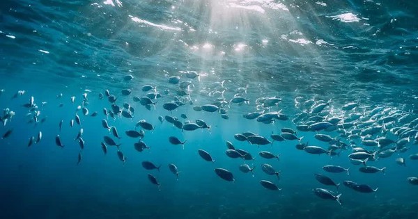 Báo động nhiệt độ bề mặt đại dương cao đột biến avatar1741920271933 174192027229753131564jpg